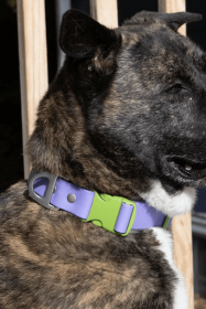 Lavender Garden Waterproof Dog Collar (size: 11 - 13 inch)