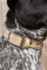 Champagne Fizz Vegan Leather Dog Collar