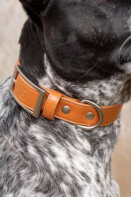 Sierra Sunrise Vegan Leather Dog Collar (size: 11 -13 inch)