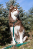 Siberian Spruce Waterproof Dog Collar