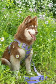 Lavender Garden Ultimate Dog Harness (size: small)