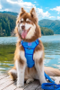 Dockside Adventures Ultimate Dog Harness