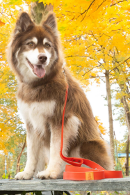 Scarlet Peaks Waterproof Leash (Color: Red / Orange)