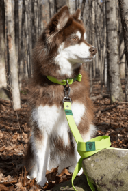 Mossy Pine Waterproof Leash (Color: Green)