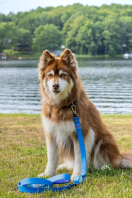 Dockside Adventures Waterproof Dog Leash (Color: Blue / Purple)