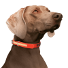 Ultrahund Play Glow Dog Collar