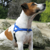 Freedom Dog Harness