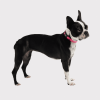 GF Pet Reflective Dog Collar