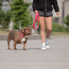 GF Pet  Reflective Dog Leash