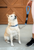 Tug Control Leash with Reflectors & Shock Absorber