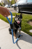 Tug Control Leash with Reflectors & Shock Absorber