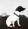 The Dowg Nylon Dog Collar