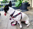 The Dowg Dog Harness