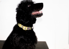 The Dowg Nylon Dog Collar