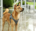 Petkit Air Pro Dog Harness