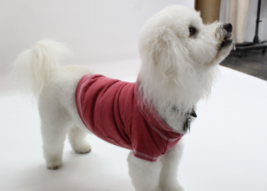 Doggy Hoodie French Terry (Color: Brick, size: XS)