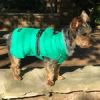 Alpine Extreme Weather Puffer Dog Coat