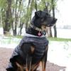 Alpine Extreme Weather Puffer Dog Coat