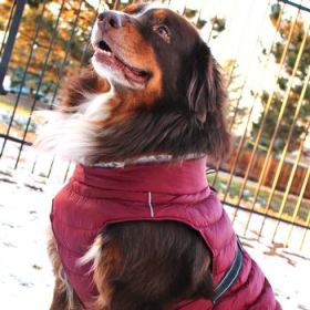 Alpine Extreme Weather Puffer Dog Coat (Color: burgundy, size: X-Small)