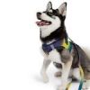 American River Choke Free Dog Harness Ombre Collection