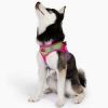 American River Choke Free Dog Harness Ombre Collection