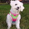 American River Choke Free Dog Harness Ombre Collection