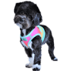 American River Choke Free Dog Harness Ombre Collection