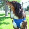 American River Solid Ultra Choke Free Dog Harness