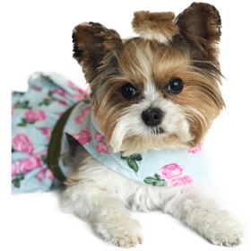 Pink Rose Dog Harness Dress with Matching Leash (size: X-Small)