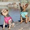 Wrap and Snap Choke Free Dog Harness by Doggie Design